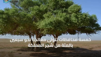 خمسة-محافظات-تتولى-معالجة-نحو-سبعين-بالمئة-من-شجر-المملكة
